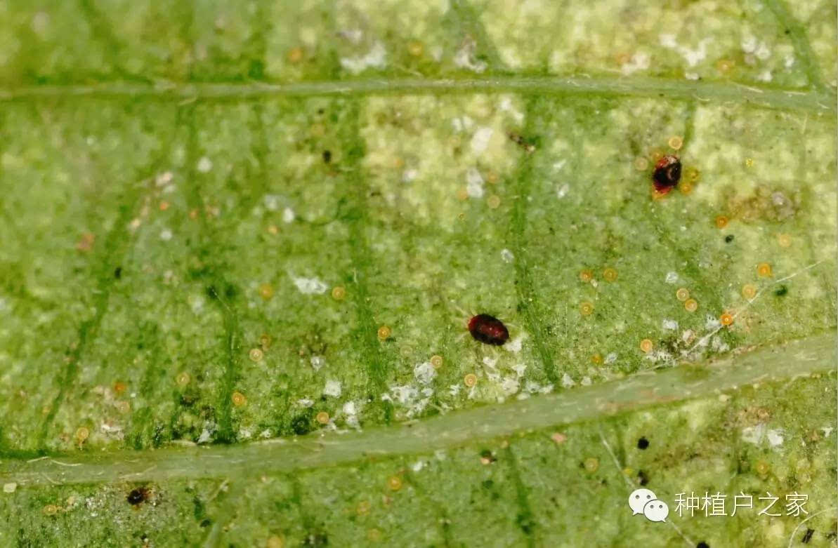 RNG德杯官宣:Uzi伤病原因休息 Tabe上台BP“太阳成集团tyc7111cc”(图4) 太阳成集团tyc7111cc