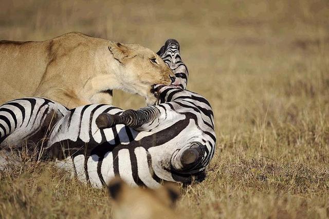 C9官宣解散吃鸡分部 赛事现状引玩家担忧:太阳成集团tyc7111cc(图1) 太阳成集团tyc7111cc