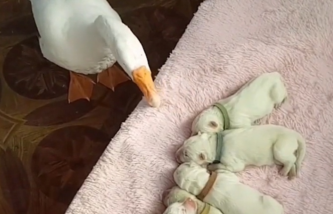 【太阳成集团tyc7111cc】湖南省教育厅长:应把职业教育摆在更加突出位置(图1) 太阳成集团tyc7111cc