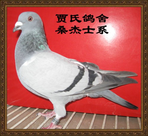 太阳成集团tyc7111cc