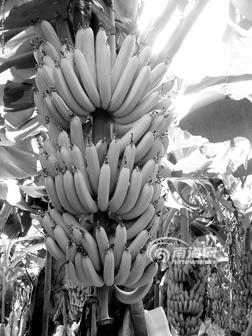 太阳成集团tyc7111cc