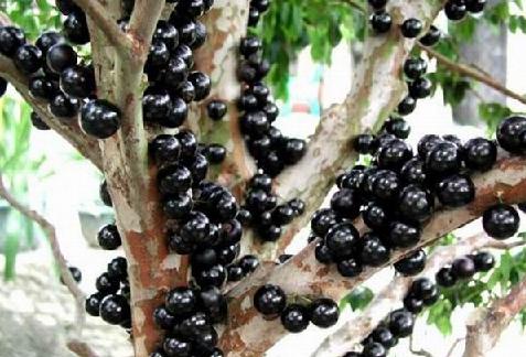 太阳成集团tyc7111cc