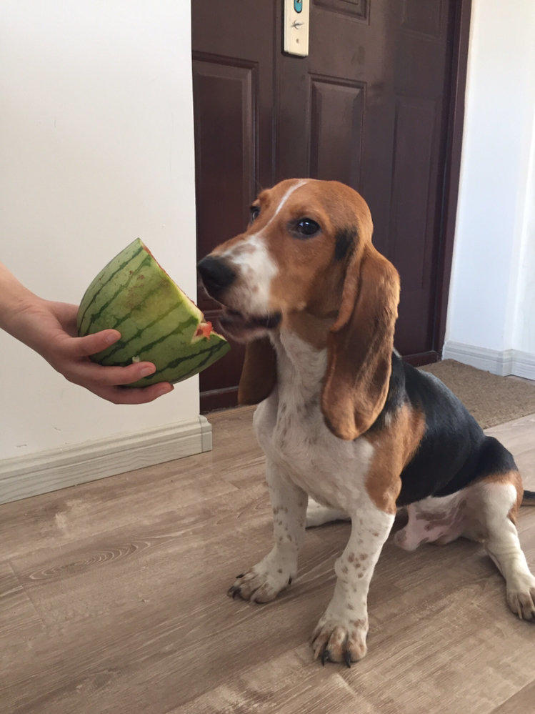 国内首个AI卫星科研机构落户电子科大_太阳成集团tyc7111cc(图4) 太阳成集团tyc7111cc