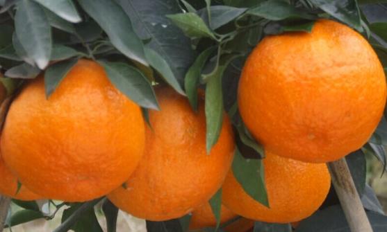 太阳成集团tyc7111cc