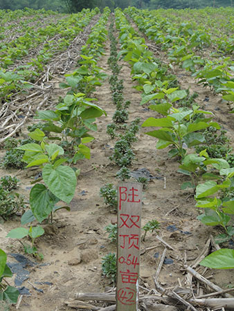 太阳成集团tyc7111cc