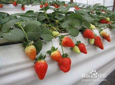 太阳成集团tyc7111cc:2019闵行区樱桃子幼稚园收费(图4) 太阳成集团tyc7111cc