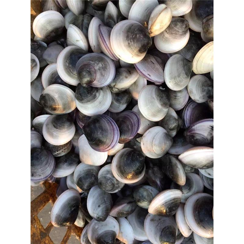 《街头篮球》SF超级特殊角色选择指南之不朽战队-太阳成集团tyc7111cc(图2) 太阳成集团tyc7111cc