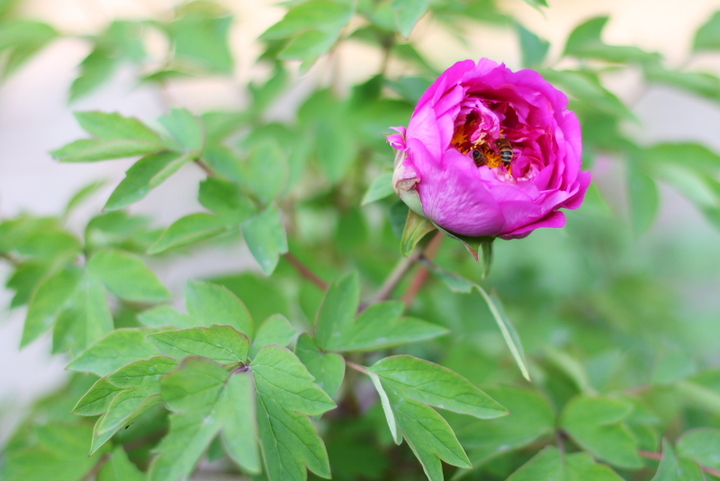 太阳成集团tyc7111cc